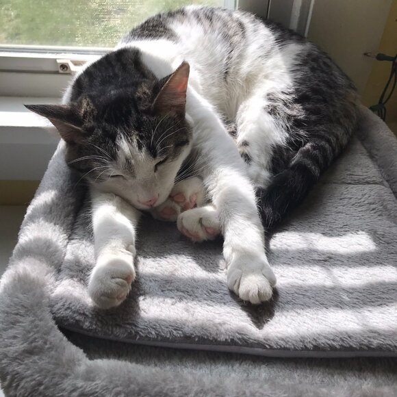 Meet your Posher, Lizzie - Picture 7 of 7